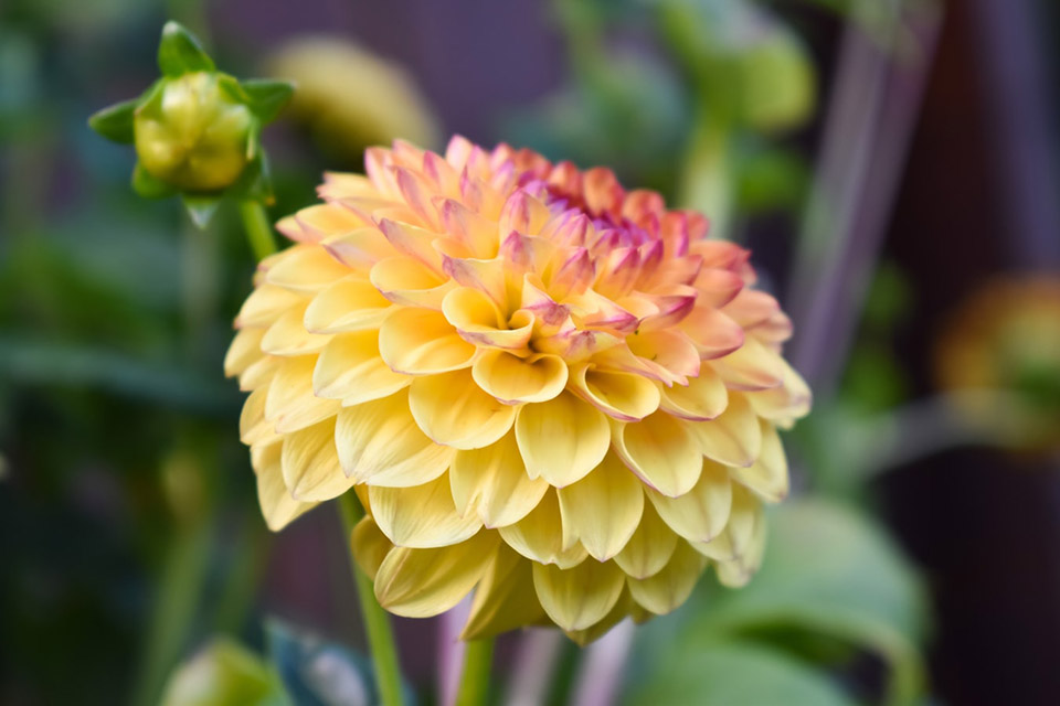 时令草花